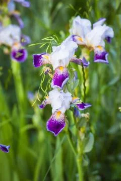 Beautiful bright iris in the light of the setting sun in the green grass Stock Photos