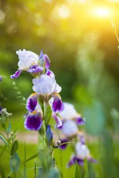 Beautiful bright iris in the light of the setting sun in the green grass Stock Photos