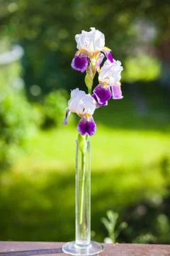Beautiful bright iris in the light of the setting sun in the green grass Foto stock