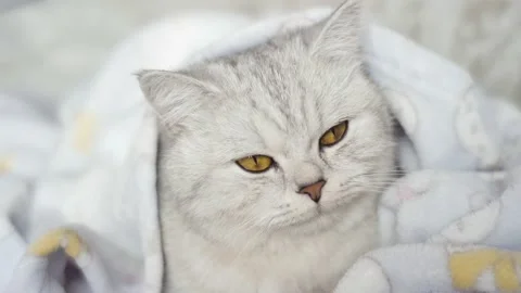 Beautiful bright kitten resting. Stock Footage 172548934