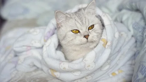 Beautiful bright kitten resting. Stock Footage 172548989