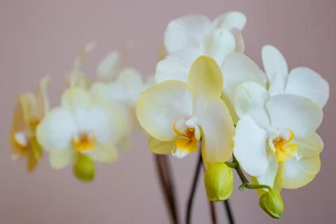 Beautiful bright orchid flower - gorgeous house plant blossom on stem. Stock Photos