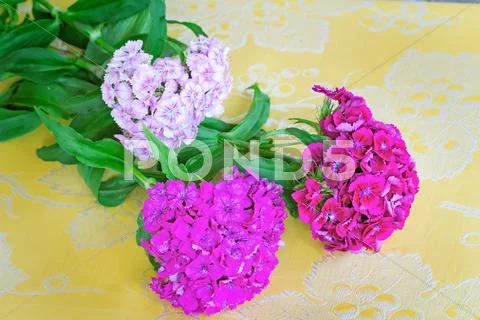 Beautiful bright pink flowers of a carnation. are presented by a close up on Stock Photos