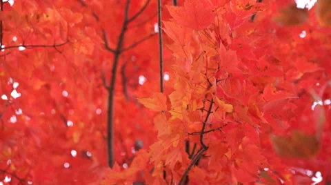 Beautiful bright red leaves on tree in autumn, camera panning down Stock-Footage 56400337