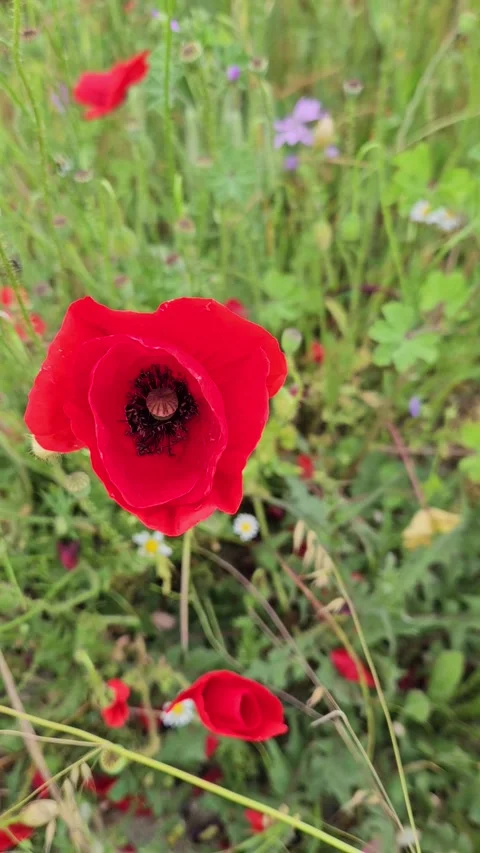 Beautiful bright red poppies and other herbs Stock Footage 244797853