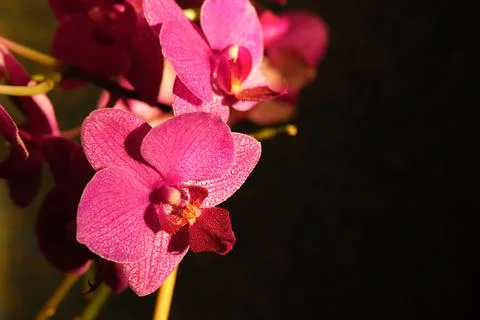 Beautiful bright red, ruby-crimson orchid flowers close-up in darkness Stock Photos