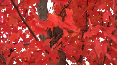 Beautiful bright red tree in fall pan up Stock Footage 56404316