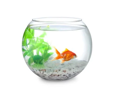 Beautiful bright small goldfish in round glass aquarium isolated on white Stock Photos