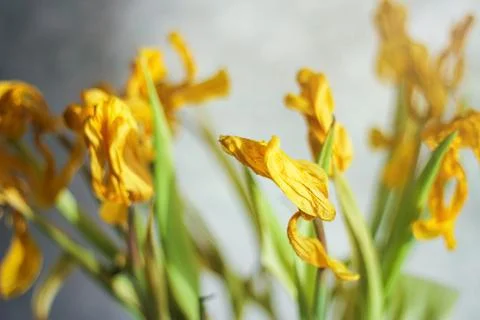 Beautiful bright spring composition of wilted, dry tulips. 스톡 사진