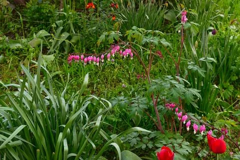 The beautiful bright spring flower. Stock Photos