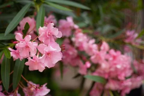 Beautiful bright spring flowers against the backdrop of the sun and nature Stock Photos