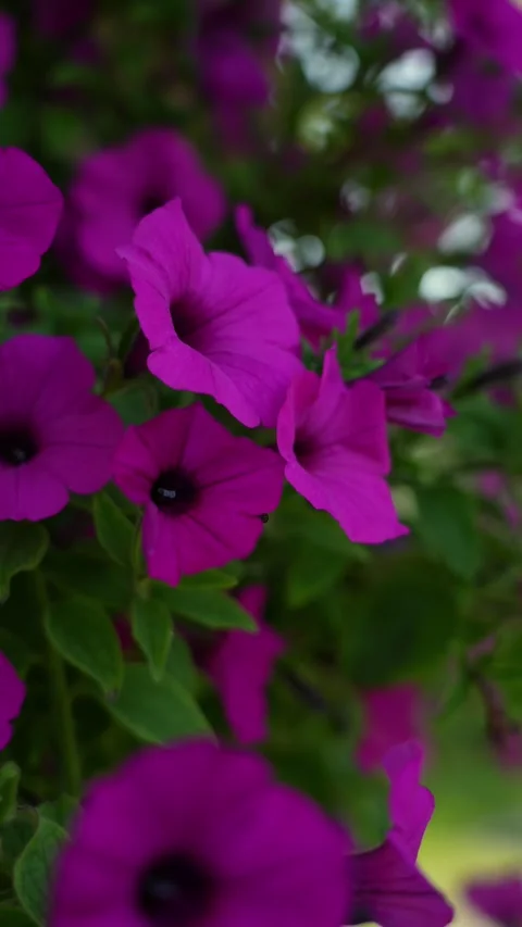Beautiful bright vertical 4k closeup of pink purple flowers Stock Footage 317819902