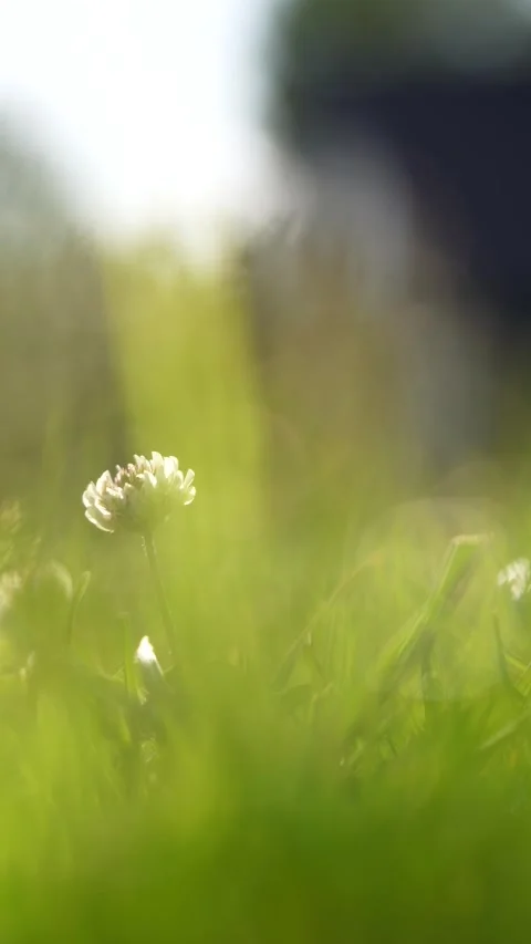 Beautiful bright vertical 4k frame of green grass Stock Footage 317819889
