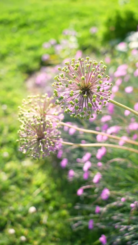 Beautiful bright vertical 4k frame of natural plant nature Stock Footage 317819906