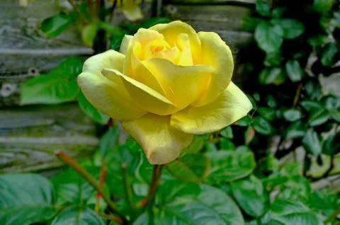 Beautiful bright yellow rose Stock Photos