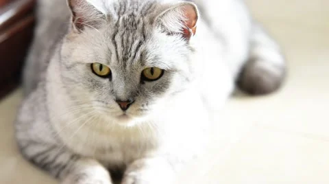 Beautiful british cat. Video stock 45034593