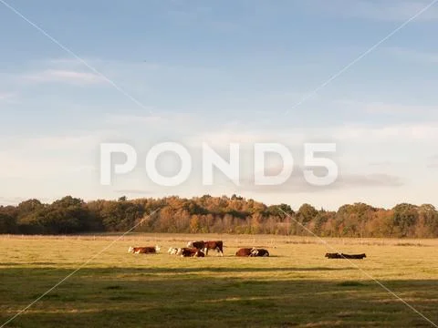 Beautiful brown and black cows on green land pasture eating Stock Photos