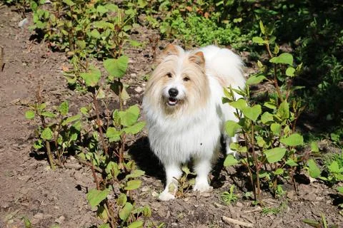 Beautiful brown and white cavapoo dog standing in the garden 스톡 사진