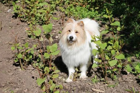 Beautiful brown and white cavapoo dog standing in the garden Stock Photos