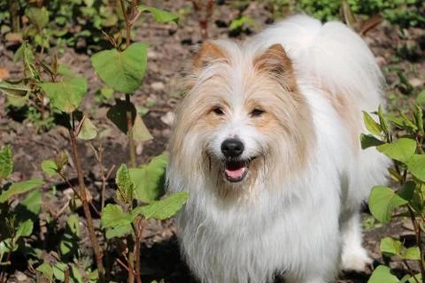 Beautiful brown and white cavapoo dog standing in the garden 스톡 사진