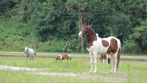 A beautiful brown and white pinto horse standing in a green grassy pasture. Stock Footage 346276740