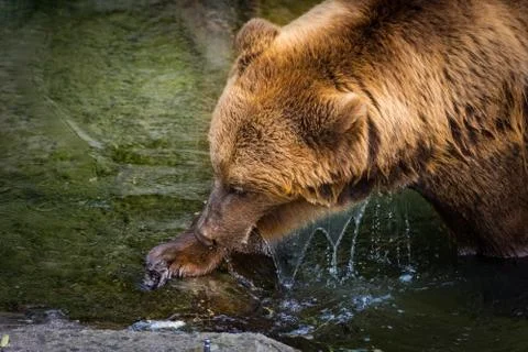 Beautiful brown bear in the bear pit of Bern, Switzerland Stock Photos