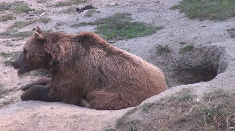 Beautiful brown bear lying ground wild animal mammal rest wilderness summer day Stock Footage 8689074