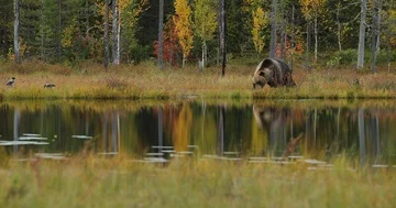 Beautiful brown bear walking around lake with fall colours 動画素材 86012711