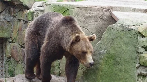 Beautiful brown bear walking around. Stock Footage 118598011