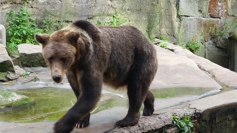 Beautiful brown bear walking around. Video stock 118598016