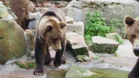 Beautiful brown bear walking around. Stock Footage 118598020