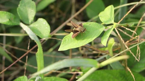 Beautiful brown butterfly Stock Footage 157359012