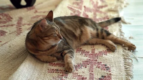 Beautiful brown Cat lie down on carpet Stock Footage 167324302