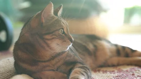 Beautiful brown Cat lie down on carpet Stock Footage 167324371