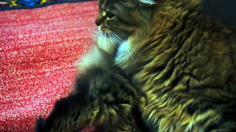 Beautiful brown cat washes slow motion Stock Footage 85579562