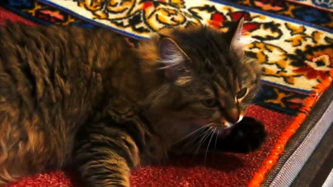 Beautiful brown cat washes slow motion 스톡 동영상 85581801