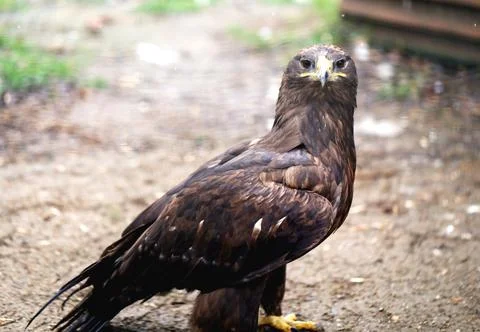 Beautiful brown colored eagle stands on the ground photographed Stock Photos
