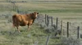 Beautiful brown cow. Alberta, Canada. HD Footage