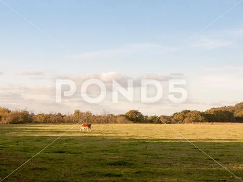 Beautiful brown cow on green land pasture eating Stock Photos