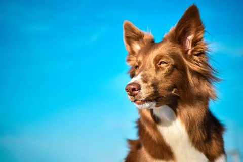 Beautiful brown dog border collie is looking forward on blue sky background. Stock Photos