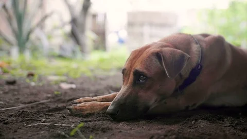 Beautiful Brown Dog Looks Around with Big Eyes Stock Footage