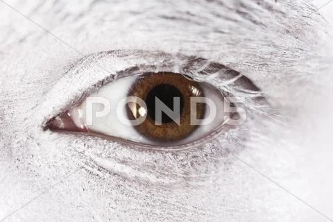 Beautiful brown eyes male closeup Stock Photos