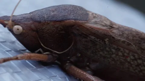 Beautiful brown grasshopper slow panning macro closeup displaying its detailed Stock Footage 321341629