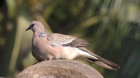 Beautiful brown gray pattern spotted turtle dove bird sitting perched in nature Stock Footage 170304866