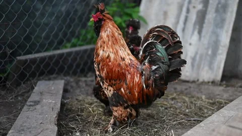 Beautiful brown hens with a rooster walking around in the coop Stock Footage 133553348