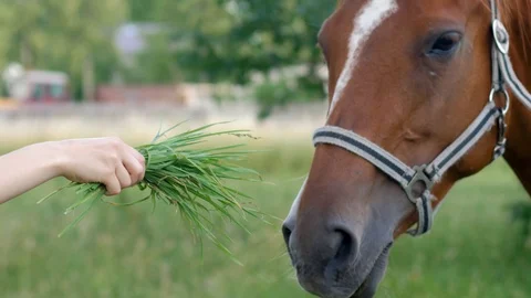 Beautiful brown horse eats grass from girls hand in a farm Stock Footage 112281905