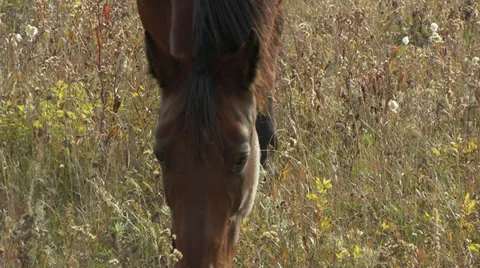 Beautiful Brown Horse Stock Footage 31821349