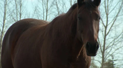 Beautiful brown horse Stock Footage 31821364