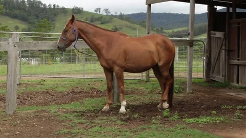 Beautiful Brown Horse Vídeos de archivo 76263786