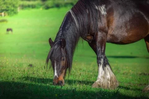 Beautiful brown horse grazing in a meadow and eating grass  in a green field Stock Photos